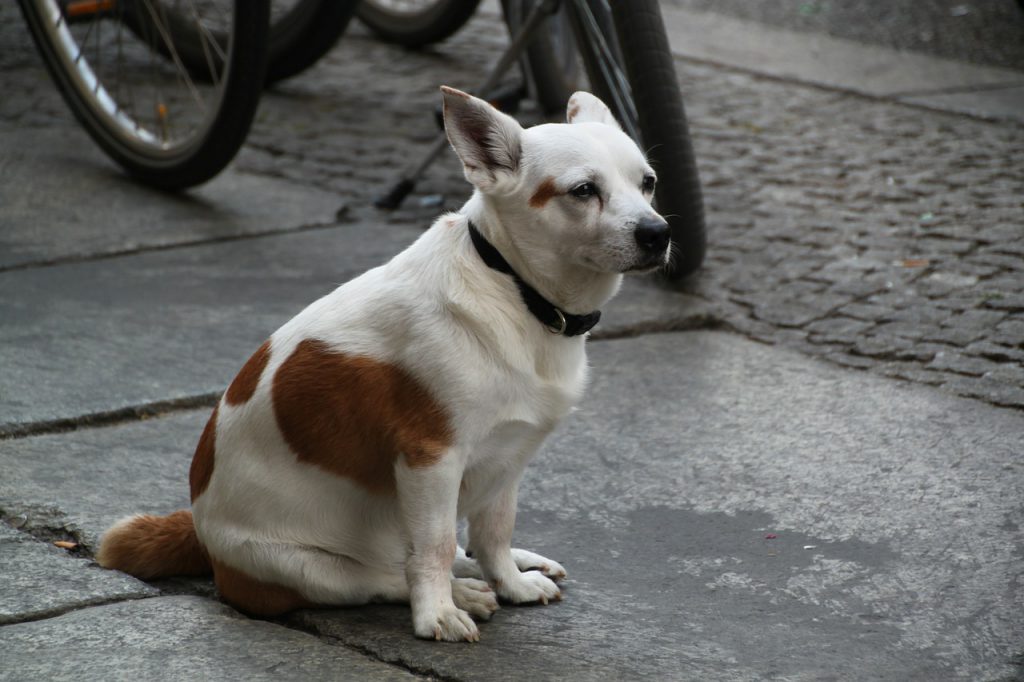 犬にしつけた事を定着させる 子犬のしつけは大阪 兵庫のepic Wan エピックワン