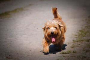 犬の熱中症 には要注意！ -対処と予防- お散歩注意