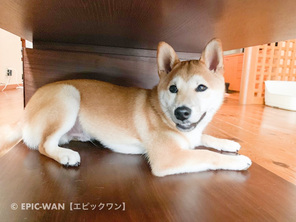 子犬トレーニング 柴犬 ヤマト君 愛犬のしつけは大阪 兵庫の