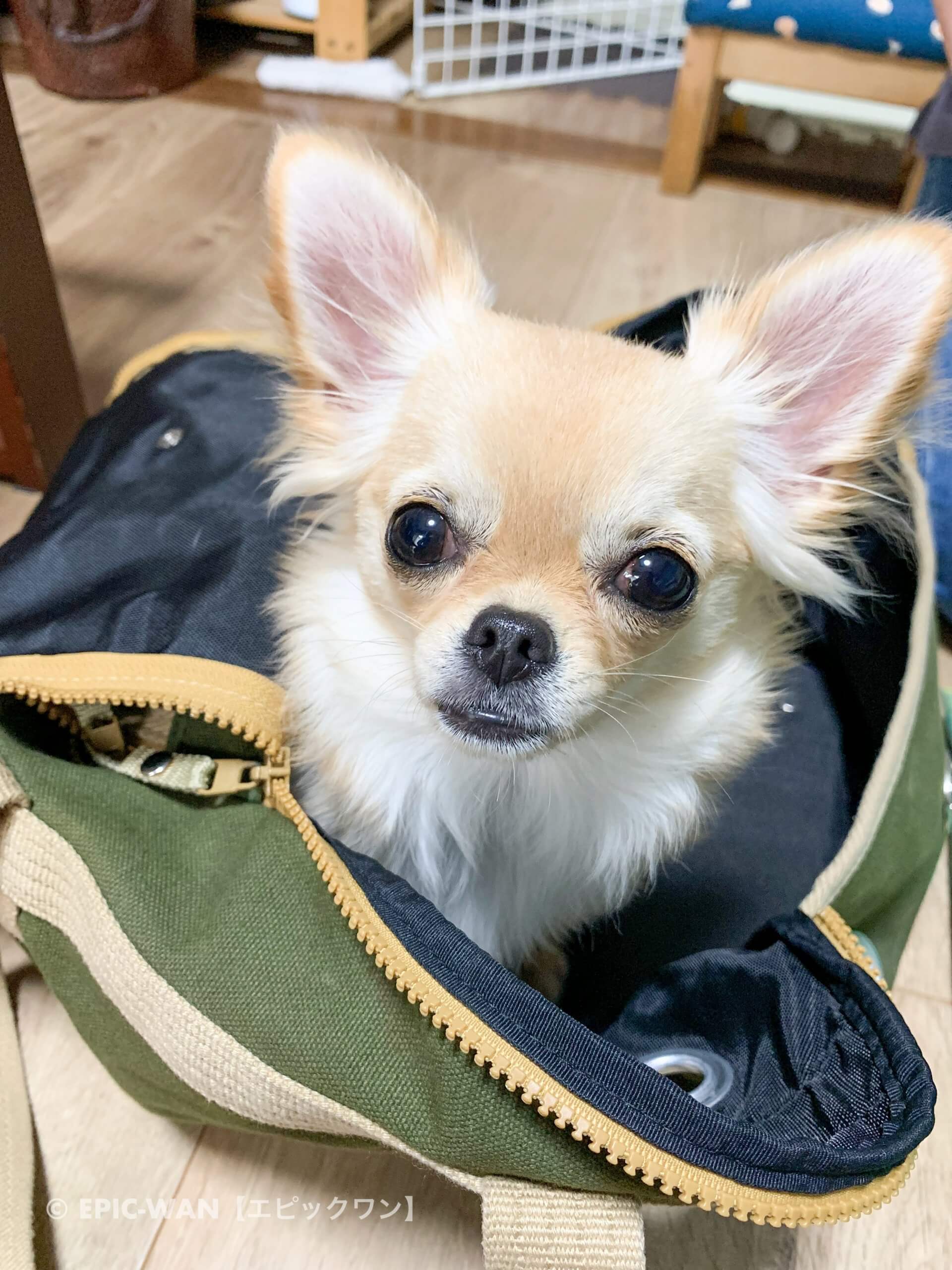 子犬トレーニング チワワ 小梅ちゃん 子犬のしつけは大阪 兵庫のエピックワン