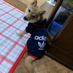 子犬トレーニング 柴犬 ムギ君⑧