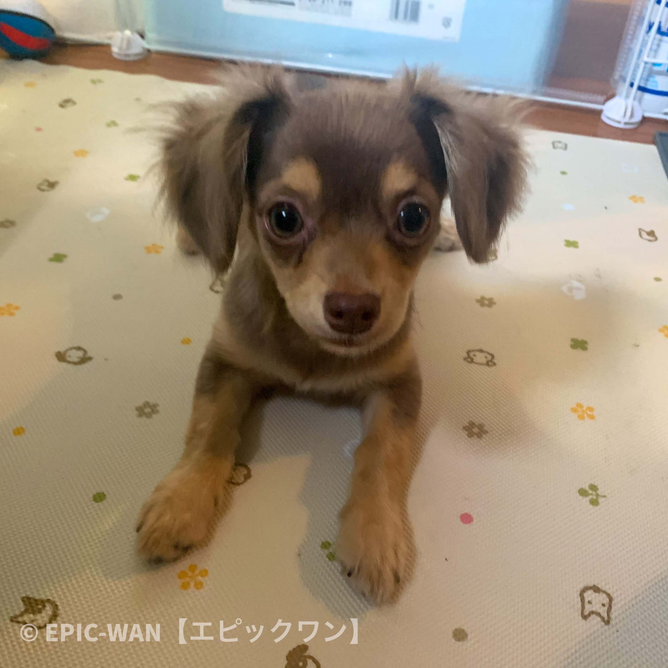 子犬トレーニング チワックス いくらちゃん⑥ - エピックワン