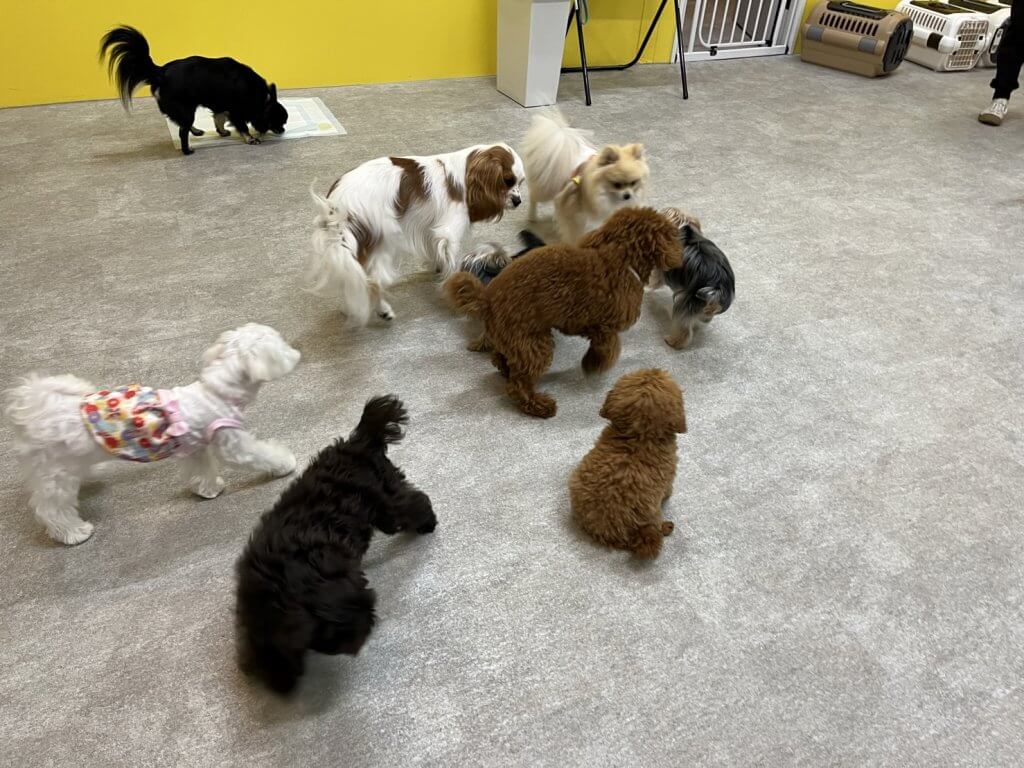 2024/5/30 子犬の幼稚園でのトレーニングの様子