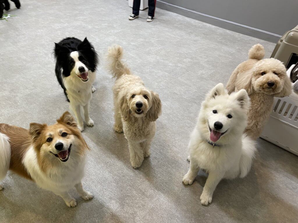 2024/5/31 子犬の幼稚園でのトレーニングの様子