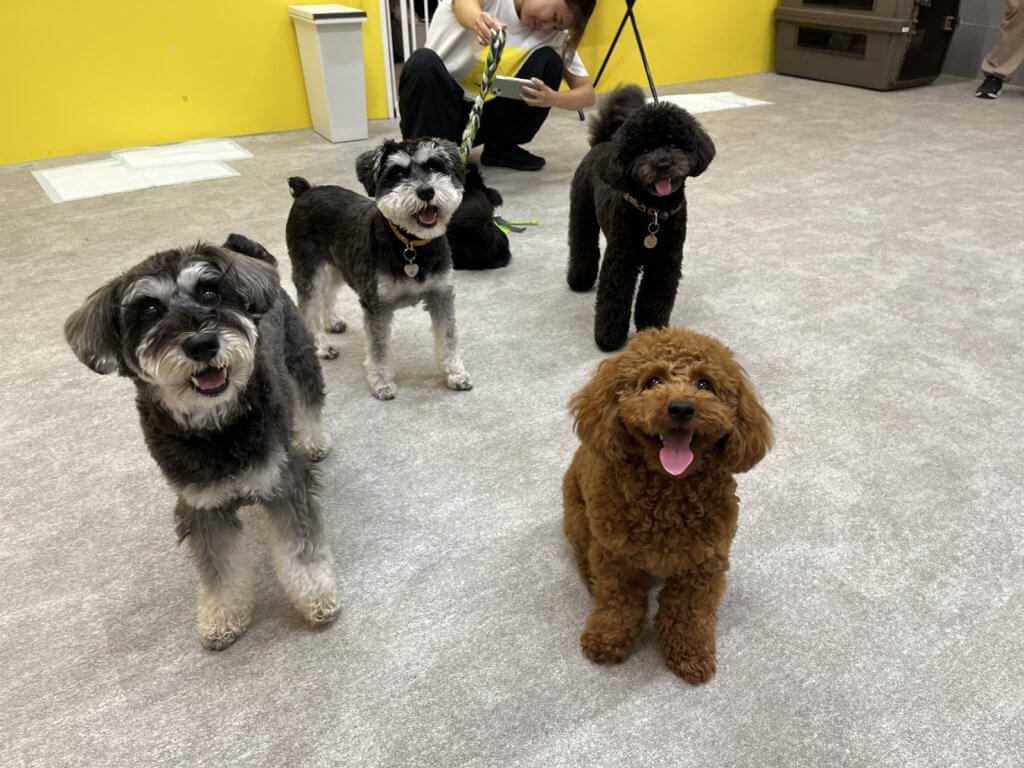 2024/7/17 子犬の幼稚園でのトレーニングの様子