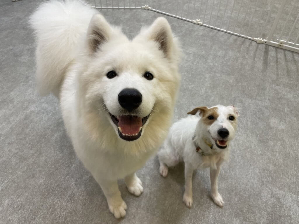 2024/7/19 子犬の幼稚園でのトレーニングの様子