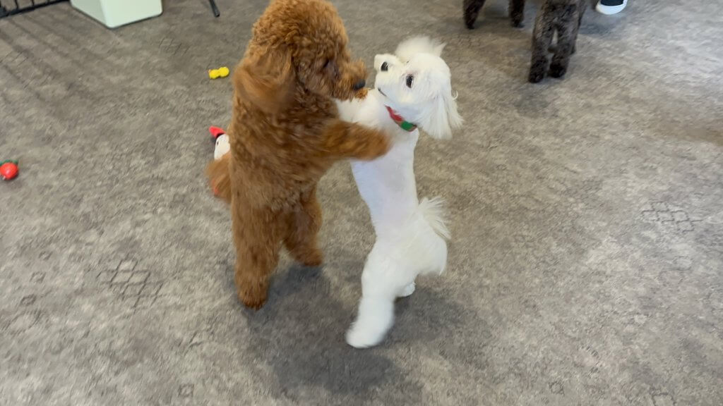 2024/7/12 子犬の幼稚園でのトレーニングの様子