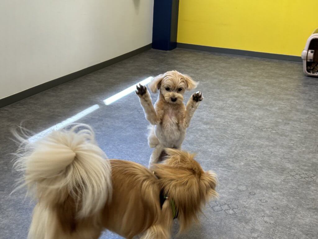 2024/8/17 子犬の幼稚園でのトレーニングの様子