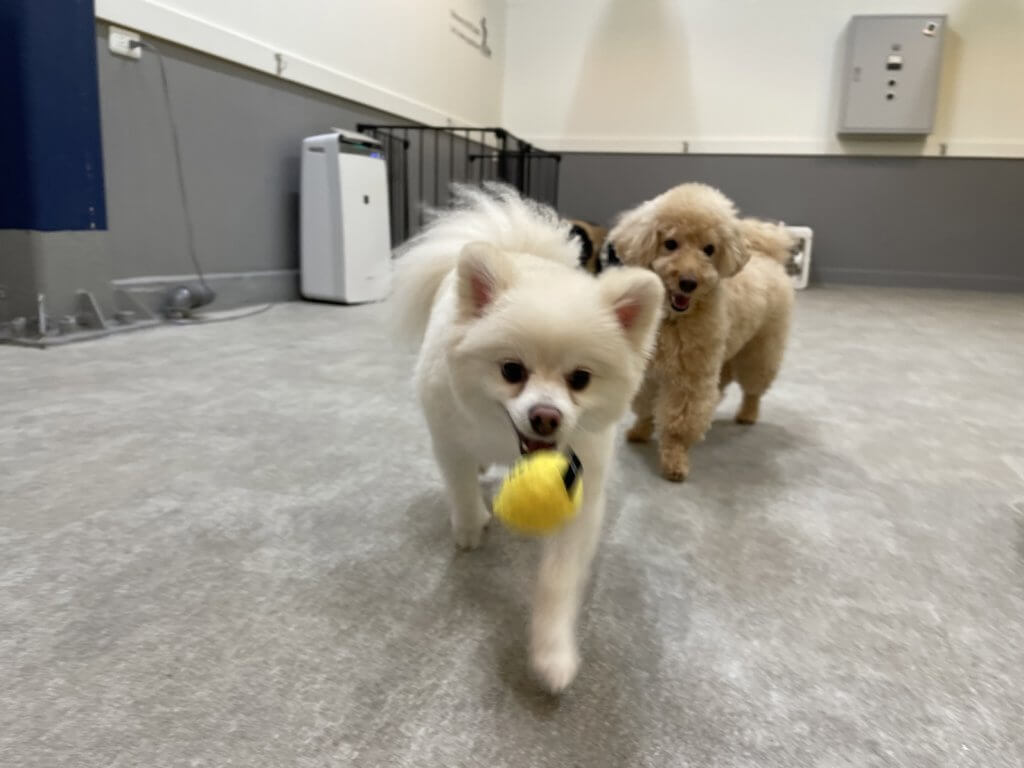 2024/8/5 子犬の幼稚園でのトレーニングの様子