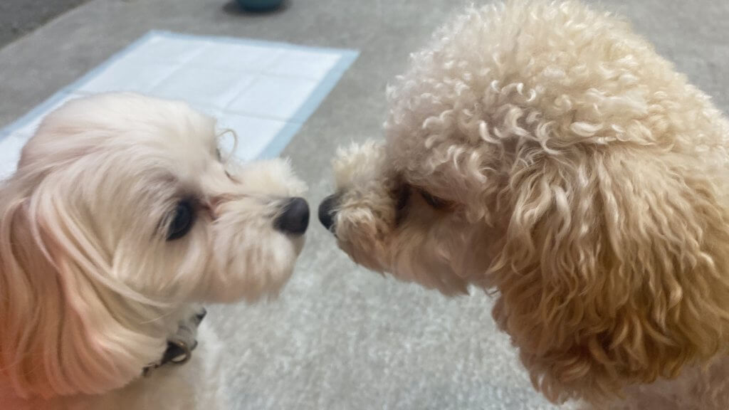 2024/8/30 子犬の幼稚園でのトレーニングの様子