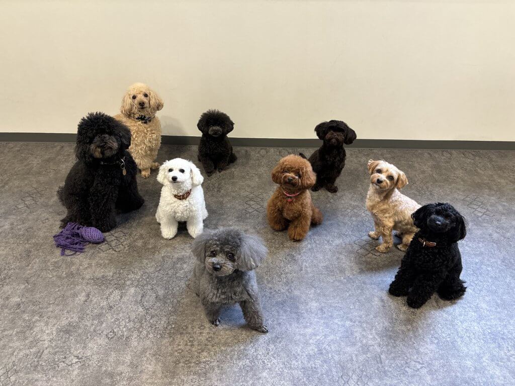 2024/10/25 子犬の幼稚園でのトレーニングの様子