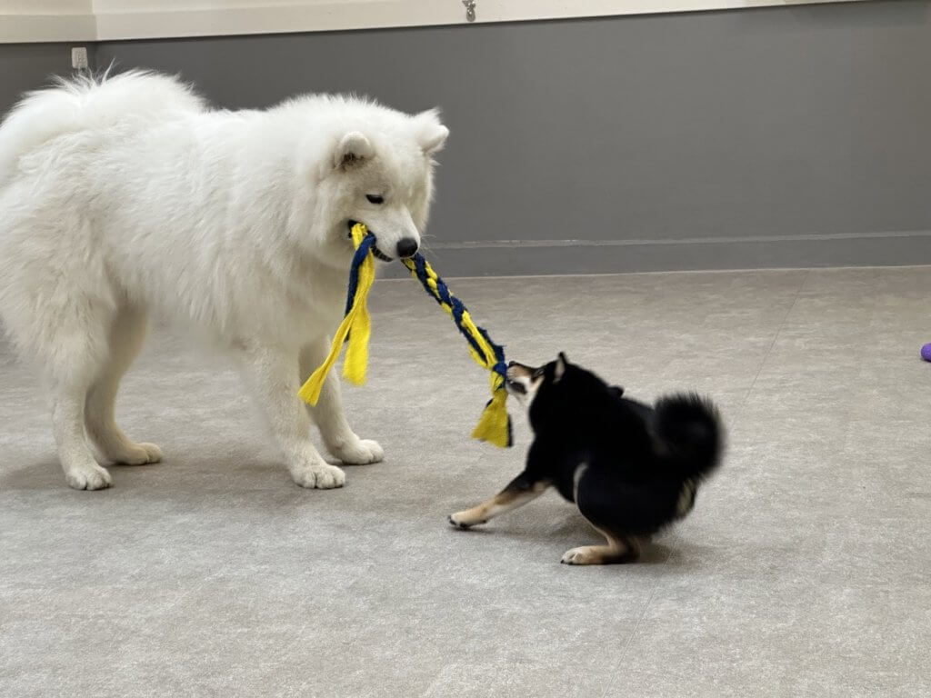 2024/9/30 子犬の幼稚園でのトレーニングの様子