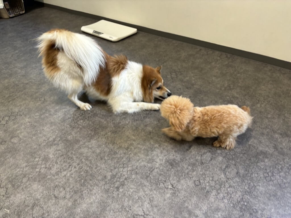 2024/11/19 子犬の幼稚園でのトレーニングの様子