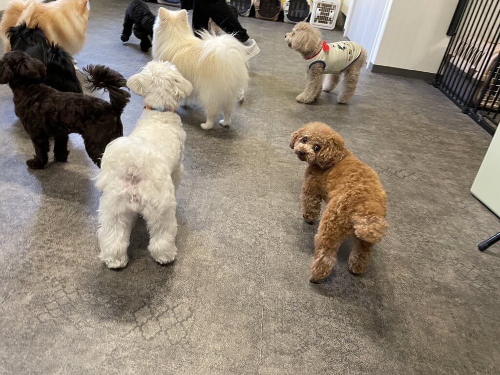 2024/11/6 子犬の幼稚園でのトレーニングの様子