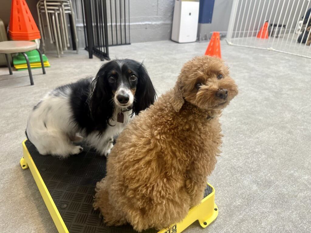 2024/12/23 子犬の幼稚園でのトレーニングの様子