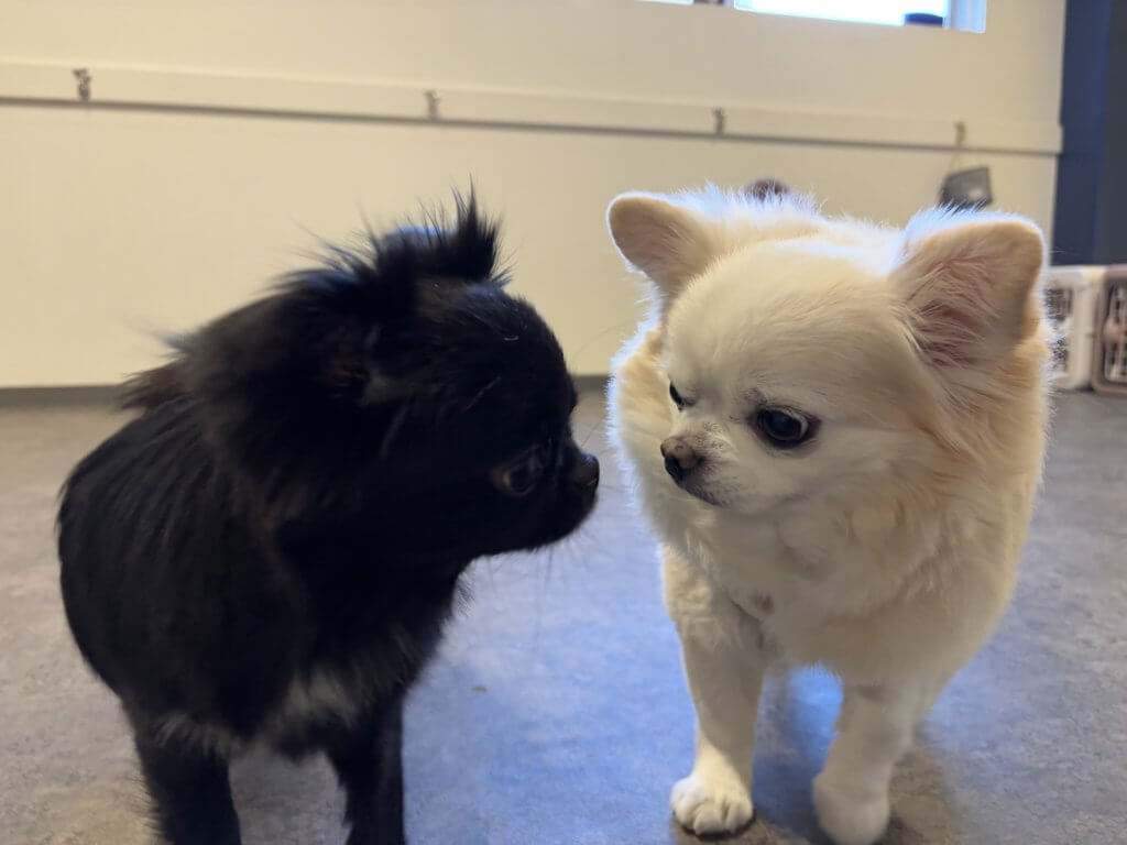 2024/12/18 子犬の幼稚園でのトレーニングの様子